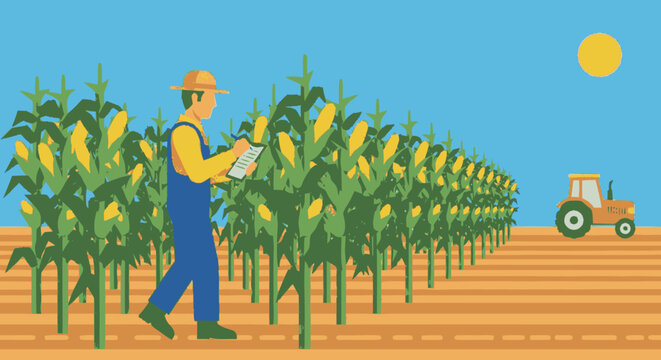 Farmer inspecting corn crop in field with tractor.