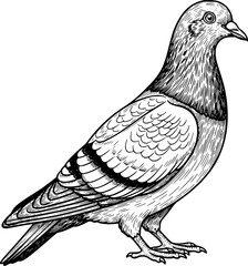 Obraz premium Pigeon Bird Detailed Line Art Illustration in Vintage Engraving Style, Urban Wildlife and Nature Concept for Animal Design and Educational Use