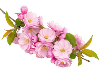 Naklejka premium Delicate pink cherry blossoms on a branch isolated on transparent background