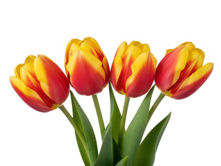 Obraz premium Vibrant orange and yellow tulips in full bloom isolated on transparent background