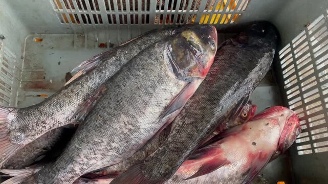 Fresh Raw Fish in Plastic Crate Seafood Market