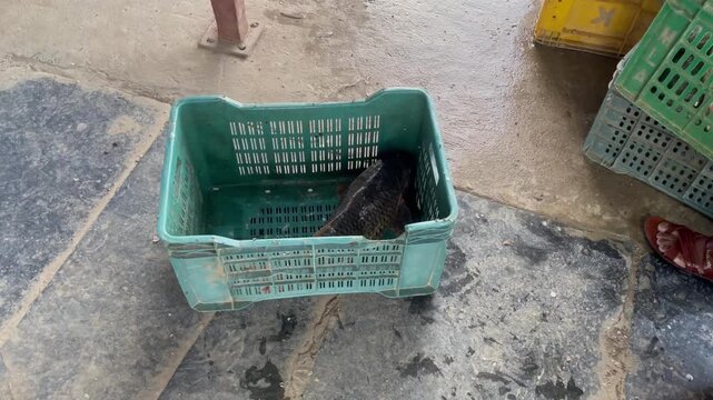 Fresh Raw Fish in Plastic Crate Seafood Market
