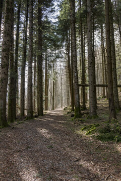 Magnifico bosco di abeti in montagna