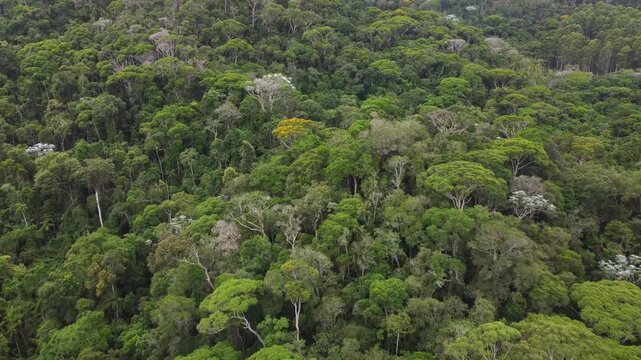 V&otilde;o sobre mata atl&acirc;ntica com neblina e nuvens