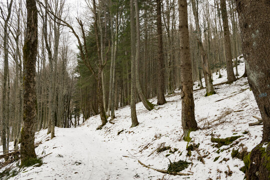 Magnifico bosco di abeti e faggi in montagna con la neve