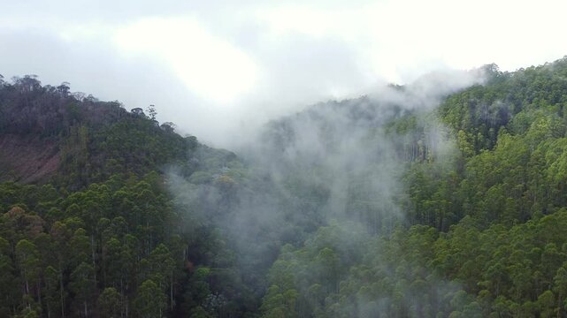 V&otilde;o sobre mata atl&acirc;ntica com neblina e nuvens - 4K