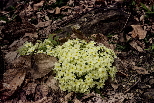 Bellissimi cespugli di primule selvatiche nel bosco di montagna