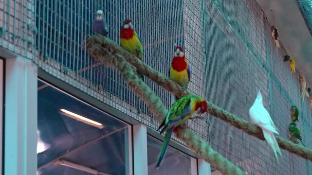 Flower parrots perch on a rope in a birdhouse. Light filters through the windows, highlighting the vibrant color of their feathers. Visitors can see a variety of bird species here.
