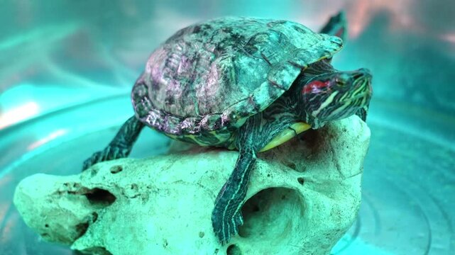 A turtle is sitting on a rock in its tank. The tank has clear water that reflects light. The turtle moves occasionally, looking around while resting.