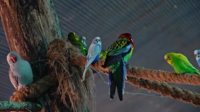 In a covered aviary, a group of different parrots interact and move along a rope perch. You can admire their bright colors and lively behavior. The setting is a pet store open to the public.