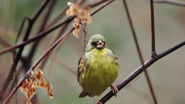 森の中でイタドリのタネを夢中で食べているアオジの様子のクローズアップ