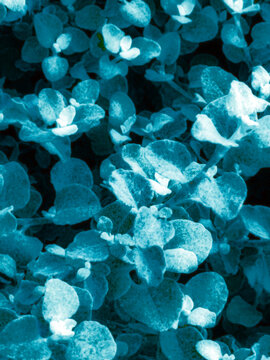 closeup of blue leaves