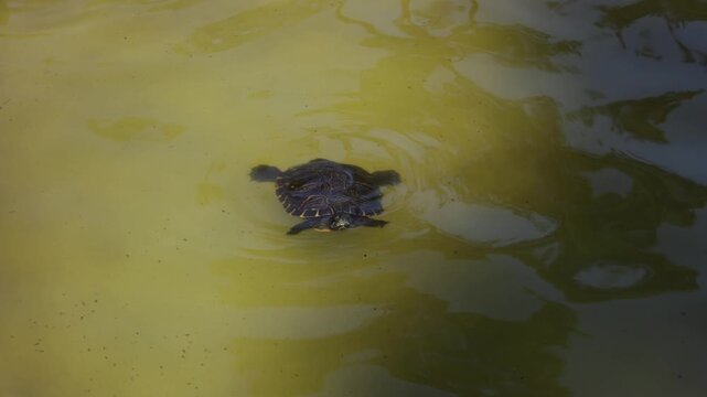 Mallard duck and eastern painted turtle swimming in a pond while other turtles rest on the rocky shore