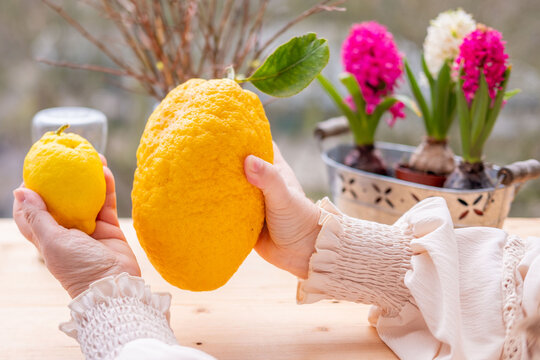 Fresh citron fruit with thick textured peel, Exotic yellow cedrat Citrus medica, natural organic citrus ingredient Mediterranean cuisine, Natural vitamin rich fruit with minimal pulp