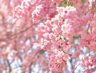 Obraz premium 栃木県日光市 春の季節を迎える鬼怒川温泉に咲くしだれ桜