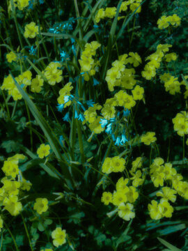 yellow flowers in the garden