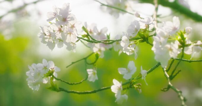 Delicate Cherry Blossoms on Branch in Spring