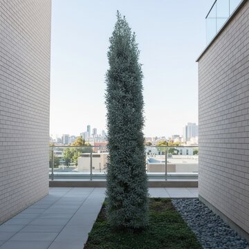 Extremely narrow upright columnar form with bright blue grey fol