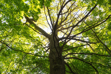 Fototapeta premium Large oak tree in the steppe, close-up, view from below. Summer.