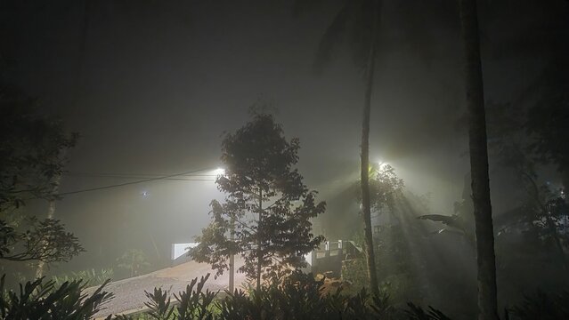 fog in the forest