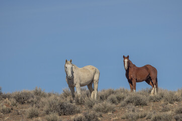 Fototapeta premium Wild Horses Near Challis Idaho in Springtime