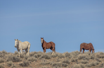 Obraz premium Wild Horses Near Challis Idaho in Springtime