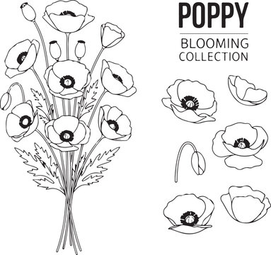 Black and white poppy flowers and buds illustration