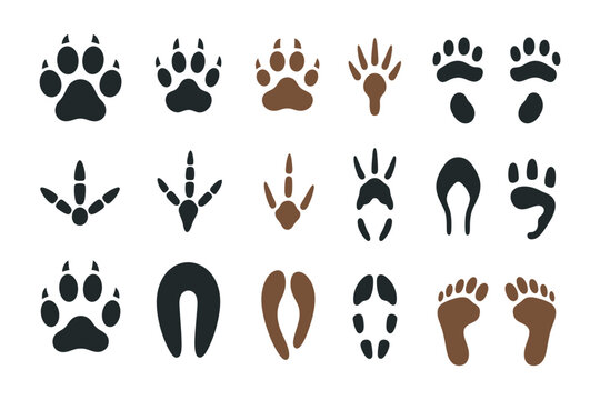 Vector set of animal tracks featuring paw prints of dog, cat, bear and wolf, along with deer, bird and reptile footprints, wildlife trail silhouettes and forest animal steps, clean vector illustration