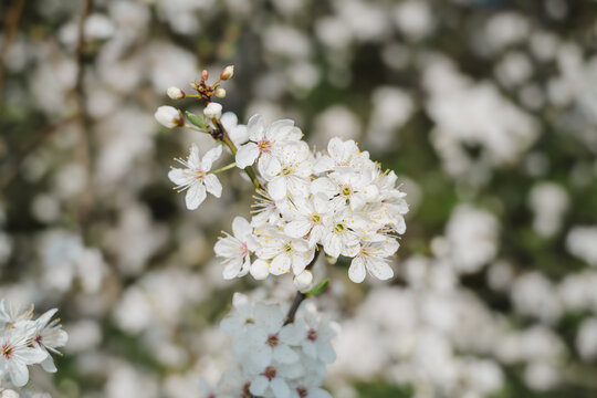 blossom, spring, blooming, flower, sakura, tree, bloom, day, pink, springtime, seasonal, full bloom, light, natural, petal, floral, vibrant, cherry blossom, peaceful, branch, flora, sunny, beautiful, 