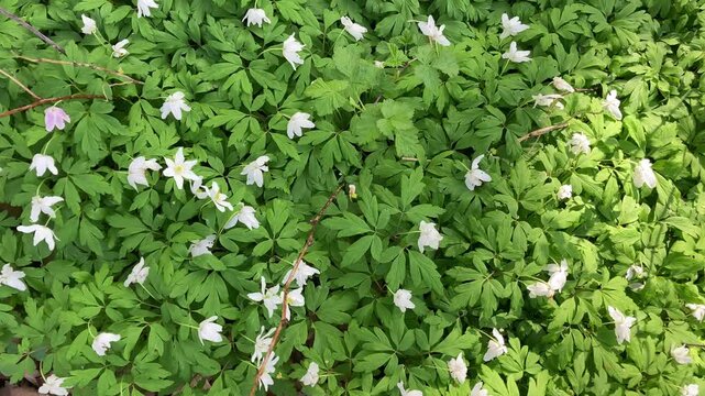 Anemone nemorosa plant and blossoms top view to detail move