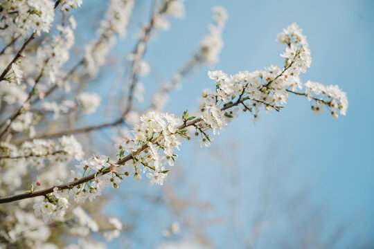 blossom, spring, blooming, flower, sakura, tree, bloom, day, pink, springtime, seasonal, full bloom, light, natural, petal, floral, vibrant, cherry blossom, peaceful, branch, flora, sunny, beautiful, 