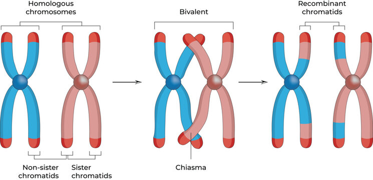 Homologous Chromosomes and Recombinant Chromatids Design Vector Illustration