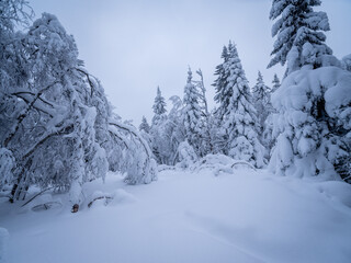 Obraz premium snow covered trees