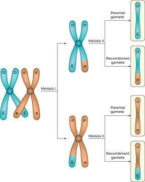 Genetic Recombination and Crossing Over During Meiosis Diagram