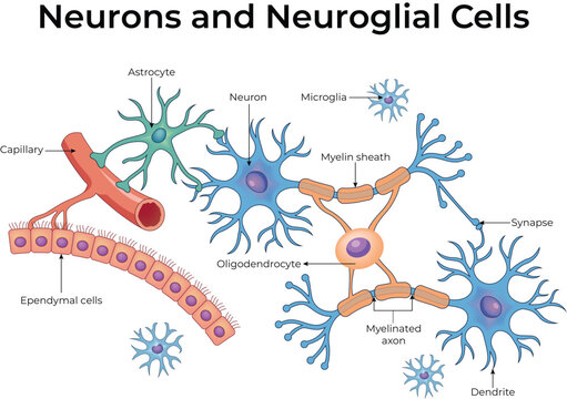Neurons and Neuroglial Cells Diagram