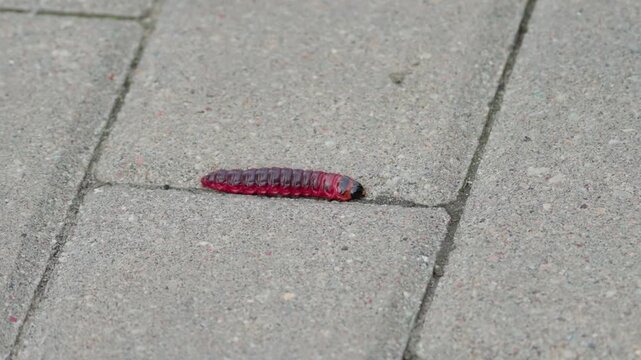 A caterpillar of the goat moth Cossus cossus crawling on a sidewalk. Close-up of a large larva with a dark reddish body, lighter sides, and a black head.