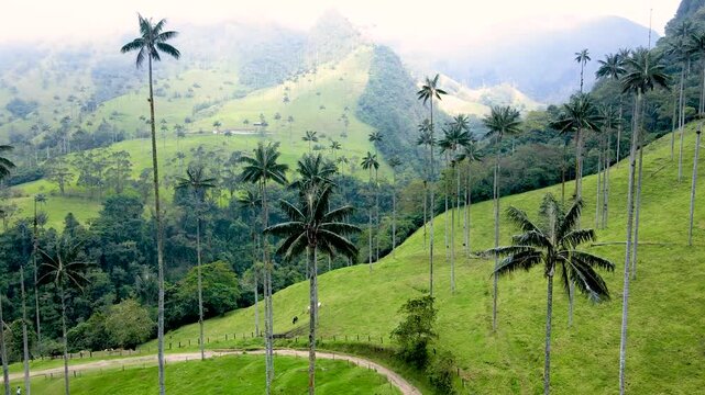 Aerial pan over Valle de Cocora revealing tall wax palms, a winding dirt path and grazing cattle on green rolling hills beneath mist-shrouded mountain ridges.