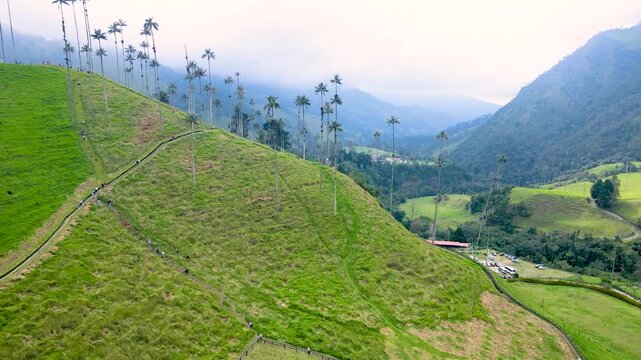 Aerial shot of Valle de Cocora showing tall wax palms, a winding footpath with hikers and parked cars in a misty green valley in Quind&iacute;o, Colombia.