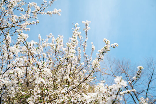 blossom, spring, blooming, flower, sakura, tree, bloom, day, pink, springtime, seasonal, full bloom, light, natural, petal, floral, vibrant, cherry blossom, peaceful, branch, flora, sunny, beautiful, 