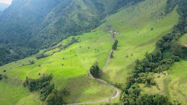 Drone shot over bright green hills in Valle de Cocora showing tall palms, a winding dirt track and a small farmhouse under hazy daylight.