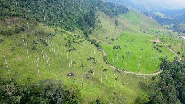Drone aerial over Valle de Cocora showing slender palm trunks, a winding dirt road, green slopes and grazing cows under light haze.