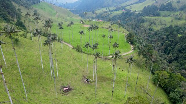 Aerial shot over Valle de Cocora with tall wax palms and a winding dirt road on green slopes, a red-roof hut and grazing cattle beneath misty mountains.
