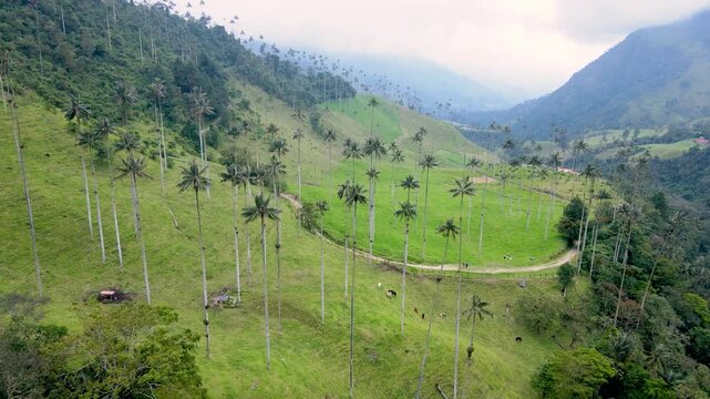 Drone shot over Valle de Cocora showing tall palms, a winding dirt road and grazing cattle on green hills under low clouds.