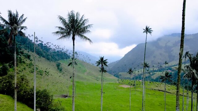 Aerial shot of Valle de Cocora showing towering wax palms and bright green pastures against misty mountain slopes under an overcast sky.