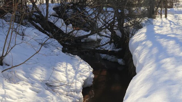 a small river in a forest in northeastern Europe on a sunny day in late March