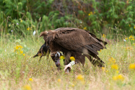 Vautour moine,
Aegypius monachus, Cinereous Vulture, Parc naturel r&eacute;gional des grands causses 48, Lozere, France