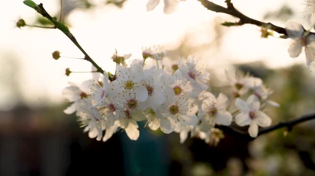 Spring cherry blossom sakura tree brunch in the sunshine day, abstract floral background