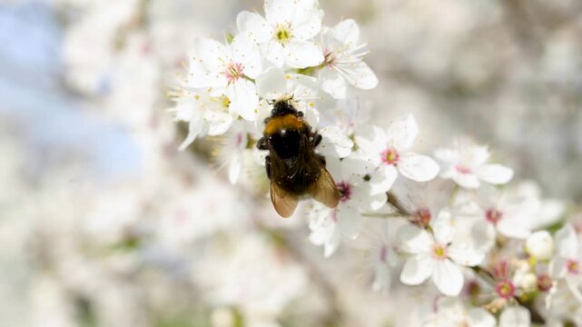 Spring floral background with bumble bee on a blossoming tree collecting pollen 