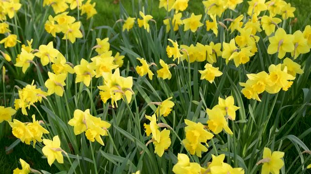 Narcissus flowers. Spring yellow daffodil blossoms in spring garden, floral background