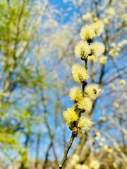 bee on a branch © Julia